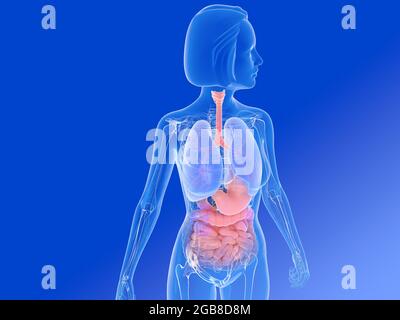 3d-Darstellung von halbtransparenten Lungen, Bronchien und anderen inneren Organen. Bild einer zugeschnittenen Frau auf blauem Hintergrund. Stockfoto