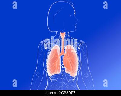 3d-Darstellung der Anatomie der Lunge und der Bronchien mit Hervorhebung der inneren Organe. Bild einer transparenten Frau. Stockfoto