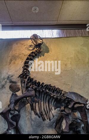 In der Steinbruch-Ausstellungshalle im Dinosaur National Monument an der Grenze zwischen Utah und Colorado, USA Stockfoto