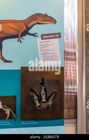 Allosaurus-Ausstellung in der Steinbruch-Ausstellungshalle im Dinosaur National Monument an der Grenze zwischen Utah und Colorado, USA Stockfoto