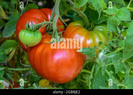 Tomaten auf der Rebe - Solanum lycopersicum Tomatenmark mit großer Rindertomate lycopersicon esculentum - reife rote Tomaten - Stockfoto