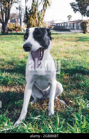 Weißer Hund mit schwarzen Flecken, der auf dem Gras sitzt und seinen Mund öffnet. PET-Konzept Stockfoto