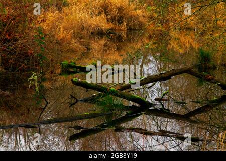 Ein Außenbild eines pazifischen Nordwestwetlands Stockfoto