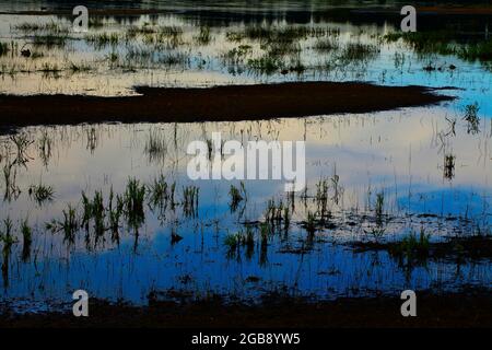 Ein Außenbild eines pazifischen Nordwestwetlands Stockfoto