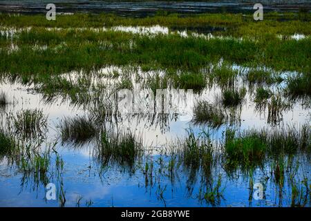 Ein Außenbild eines pazifischen Nordwestwetlands Stockfoto