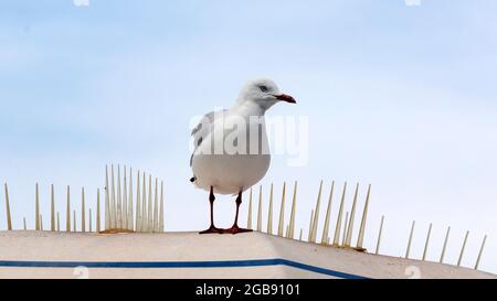 Nahaufnahme eines Vogels auf einem Dach Stockfoto