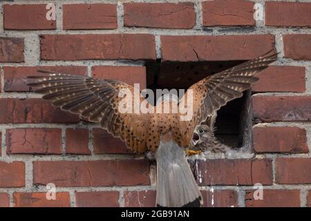 Gewöhnlicher Turmfalken (Falco tinnunculus), Männchen, das Betteljungen, Münsterland, Nordrhein-Westfalen, Deutschland, füttert Stockfoto