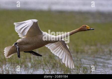 Singschwan (Cygnus cygnus) bei der Landung, Lausitz, Sachsen, Deutschland Stockfoto