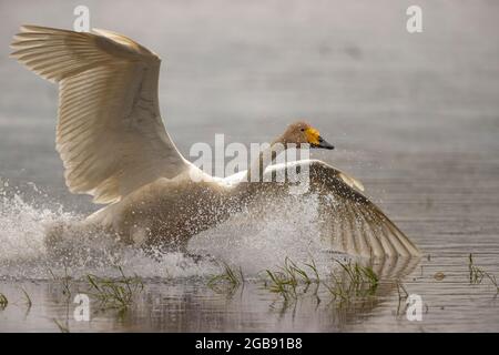 Singschwan (Cygnus cygnus) landet im spritzenden Wasser, Lausitz, Sachsen, Deutschland Stockfoto