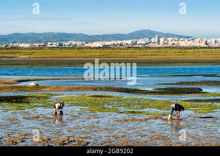 Ria Formosa bei Ebbe mit Menschen, die Meeresfrüchte sammeln, Faro, Algarve, Portugal Stockfoto