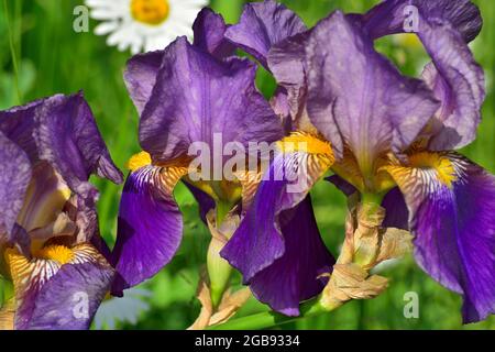 Blau-violette Blüten einer Iris (Iris barbata kultivierte Form), Raubling, Bayern, Deutschland Stockfoto