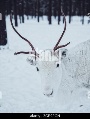 Weißes Rentier (Rangifer tarandus) im Schnee, Rovaniemi, Finnland Stockfoto
