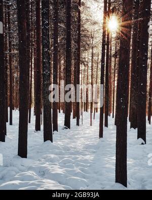 Sonnenstern im Nadelwald mit Schnee, Rovaniemi, Finnland Stockfoto