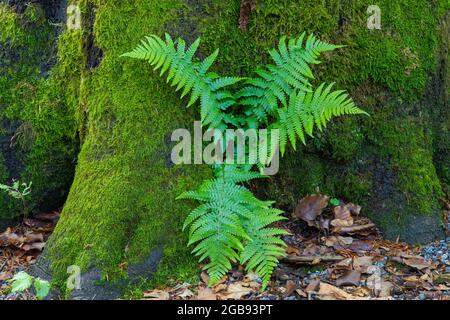 Farn am Fuße einer Bergfichte, NP Bayerischer Wald, Deutschland Stockfoto