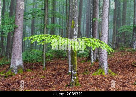 Gemischter Bergwald im Nebel, Nationalpark Bayerischer Wald, Deutschland Stockfoto