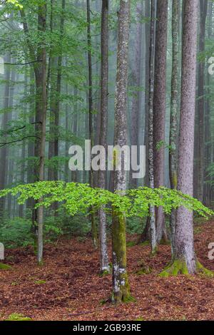 Gemischter Bergwald im Nebel, Nationalpark Bayerischer Wald, Deutschland Stockfoto