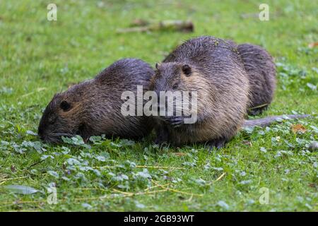 Nutria (Myocastor coypus) Familie, Deutschland Stockfoto