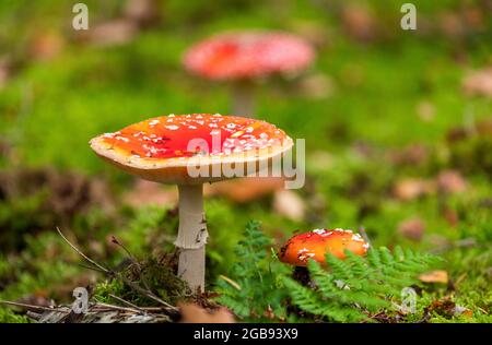 Fliegenpilz (Amanita muscaria), Gruppe in verschiedenen Altersgruppen, Deutschland Stockfoto