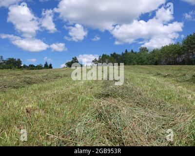 Frisch gemähetes Heu auf einem Feld, das vor dem Bailing austrocknet Stockfoto