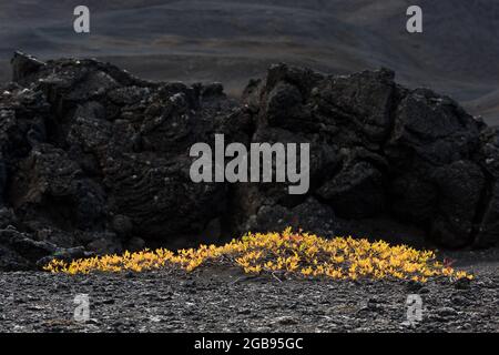 Arktische Herbstweide (Salix Arctica) oder Arktische Weide, Lava-Wüste, Isländische Highlands, Island Stockfoto