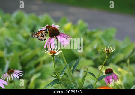 Monarchfalter auf Sonnenhut Stockfoto