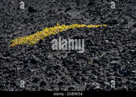 Lavagestein, Arktische Weide (Salix Arctica) oder Arktische Weide, isländisches Hochland, Island Stockfoto