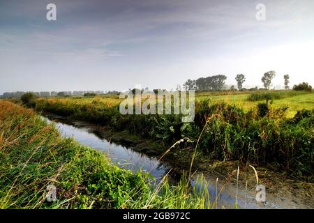 Grünland im Droemling, Entwässerungsgraben, Tieflandmoor, Tieflandgebiet, Biosphärenreservat, Naturschutzgebiet, Kolonnenweg, Lochplattenweg, innerdeutsch Stockfoto