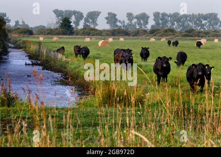 Grasland im Droemling, Entwässerungsgraben, Kühe, Kuhweide, Tiefland Moor, Tiefland, Biosphärenreservat, Naturschutzgebiet, Säulenpfad, perforiert Stockfoto