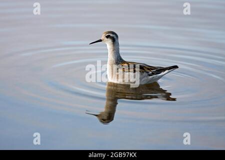 Phalarope (Phalaropus lobatus) schwimmt auf dem Teich, Island Stockfoto