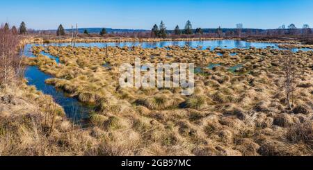 Mit Moorgras bewachsene Gebiete (Molinia), Deutsch-Belgischer Naturpark hohe Fens-Eifel, größtes Hochmoor Europas, Deutschland Stockfoto