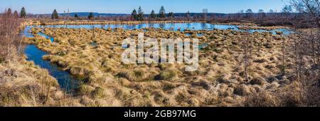 Mit Moorgras bewachsene Gebiete (Molinia), Deutsch-Belgischer Naturpark hohe Fens-Eifel, größtes Hochmoor Europas, Deutschland Stockfoto