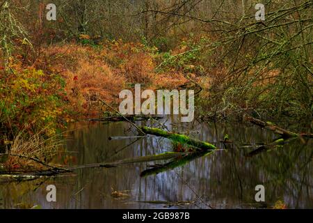 Ein Bild von einem Außenwald und Feuchtgebieten im Pazifischen Nordwesten Stockfoto