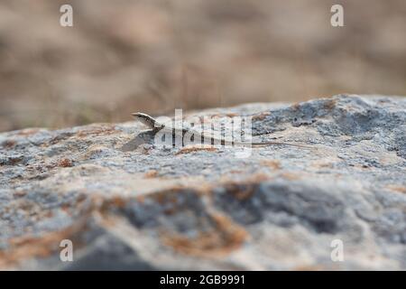 Eidechse in Punta Prima auf der Insel Formentera, Spanien. Stockfoto