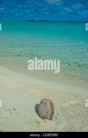Kokosnuss liegt an einem weißen Sandstrand vor dem türkisfarbenen Wasser der Lagune von Aitutaki, Rarotonga und den Cook Inseln Stockfoto