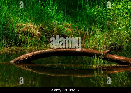 Ein Bild von einem Außenwald und Feuchtgebieten im Pazifischen Nordwesten Stockfoto