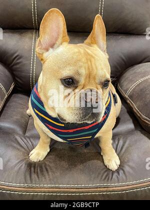 Young Tan männliche französische Bulldogge auf einem Lederstuhl Stockfoto