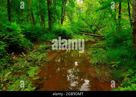 Ein Bild von einem Außenwald und Feuchtgebieten im Pazifischen Nordwesten Stockfoto