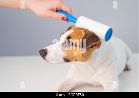 Eine Frau verwendet eine klebrige Walze, um Haare zu entfernen Ein Hund Stockfoto