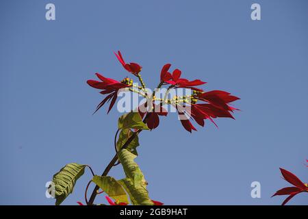 Blick auf die Zierpflanze Poinsettia rote Blätter gegen blauen Himmel Stockfoto