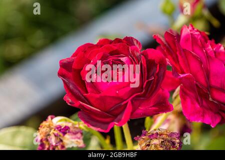 'Munstead Wood, Ausbernard' Englische Rose, Engelsk ros (Rosa) Stockfoto