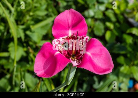 „Mix“-Tiger-Iris, Påfågelslilja (Tigridia pavonia) Stockfoto