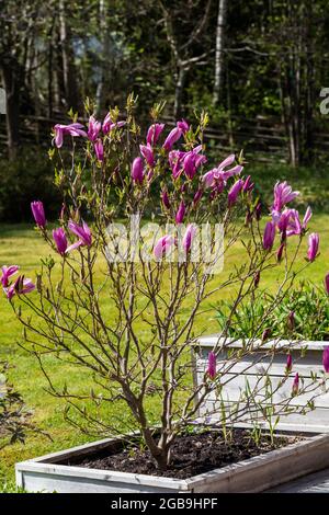 „Susan“ Lily Magnolia, Liljemagnolia (Magnolia liliiflora) Stockfoto