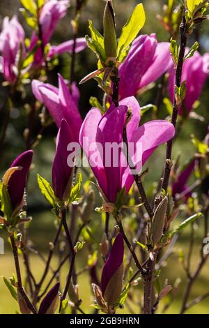 „Susan“ Lily Magnolia, Liljemagnolia (Magnolia liliiflora) Stockfoto