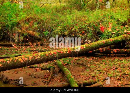 Ein Bild von einem Außenwald und Feuchtgebieten im Pazifischen Nordwesten Stockfoto