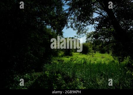 Ein Außenbild eines pazifischen Nordwestwaldes-Feuchtgebiets Stockfoto