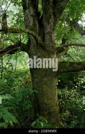 Ein Außenbild eines pazifischen Nordwestwaldes mit einem Aschenbaum Stockfoto