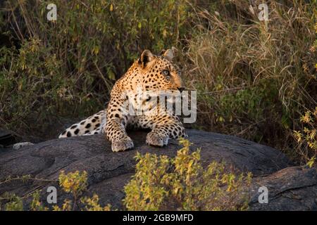 Leopard (Panthera pardus) auf einem Baum. In der Serengeti National Park, Tansania fotografiert. Stockfoto