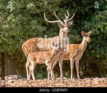 Axis Deer (Axis Axis), auch das Chital oder der gefleckte Hirsch genannt, stammt aus Indien, Nepal, Sikkim und Sri Lanka. Stockfoto