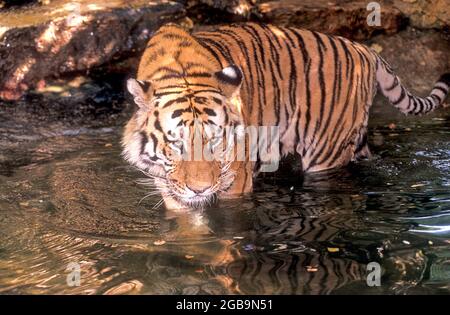 Der Bengaltiger, auch als Königlicher Bengaltiger bekannt, ist ein Tiger aus einer bestimmten Population der einheimischen Unterart Panthera tigris tigris Stockfoto