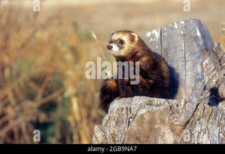 Polecat (Mustela putorius). Eine Art von Musteliden, die im westlichen Eurasien und Nordafrika beheimatet ist. Dieses Säugetier lebt im Wald. Es ist nachtaktiv und ernährt sich Stockfoto